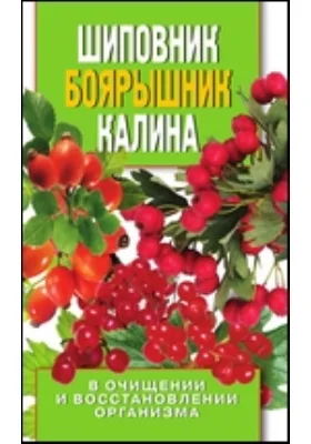 Шиповник, боярышник, калина в очищении и восстановлении организма